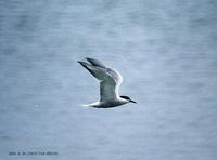 제비갈매기 Common-Tern  Sterna hirundo longipennis