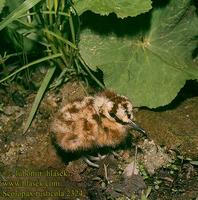 Woodcock chick Scolopax rusticola