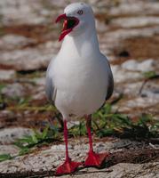 Silver Gull