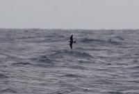 Madeiran Storm-petrel (Oceanodroma castro)