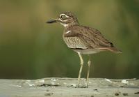 Senegal Thick-knee (Burhinus senegalensis)