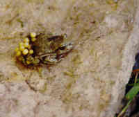 : Alytes obstetricans; Midwife Toad