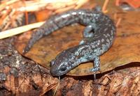 : Ambystoma mabeei; Mabee's Salamander