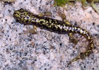 : Aneides aeneus; Green Salamander