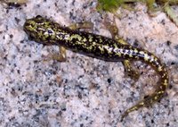 : Aneides aeneus; Green Salamander