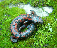 : Bolitoglossa lincolni