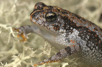 : Bufo quercicus; Oak Toad