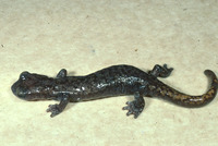 : Hydromantes shastae; Shasta Salamander