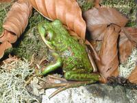 : Hylorina sylvatica; Ranita De Los Bosques