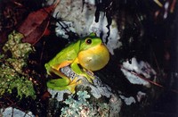 : Litoria chloris; Red-eyed Tree Frog