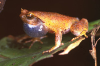 : Ophryophryne pachyproctus