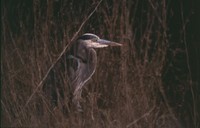 : Ardea herodias; Great Blue Heron