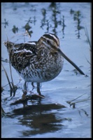 : Gallinago delicata; Wilson's Snipe