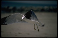 : Larus delawarensis; Ring-billed Gull