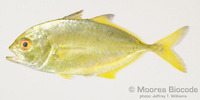 : Caranx sexfasciatus