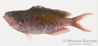: Lepidozygus tapeinosoma