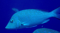 : Lethrinus olivaceus; Long-nosed Emperor