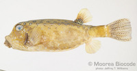 : Ostracion cubicus