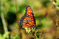 : Danaus gilippus; Queen Butterfly