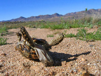 : Homopus signatus signatus; Speckled Padloper