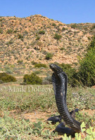 : Naja nigricincta woodi; Black Spitting Cobra