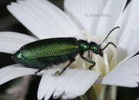 : Lytta stygica