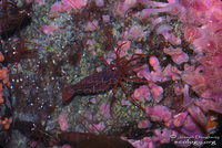: Lysmata californica; Red Rock Shrimp;