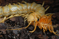 : Scolopendra spec; Centipede