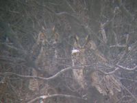 ...This photo taken near Nelson Lake, Oliver county shows a pair of Great Horned Owls perched in so