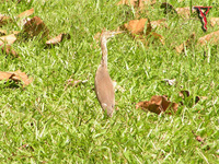Chinese Pond-Heron(Ardeola bacchus)