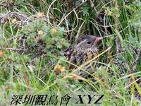 Carduelis flavirostris Twite 黃嘴朱頂雀 120-054