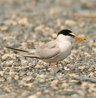 Little Tern