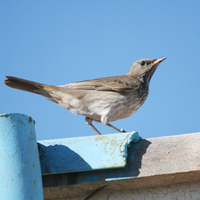 Black-throated Thrush