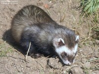 Ilder (Mustela putorius) Foto/billede af