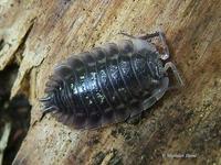 Oniscus asellus - Common Shiny Woodlouse
