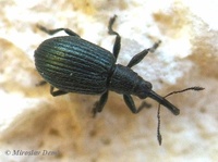 Ischnopterapion virens