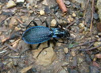 Carabus intricatus intricatus
