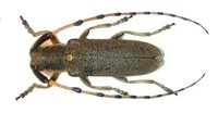 Agapanthia annularis