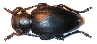 Dorcadion lugubre