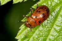 Gonioctena quinquepunctata