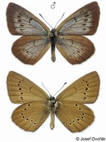 Maculinea nausithous - Dusky Large Blue