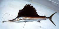 Istiophorus albicans, Atlantic sailfish: fisheries, gamefish