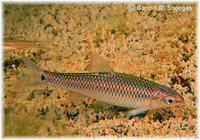 Dionda diaboli, Devils River minnow: