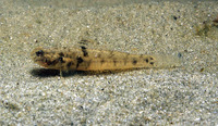 Evorthodus lyricus, Lyre goby: