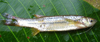 Esomus danricus, Flying barb: fisheries, aquarium