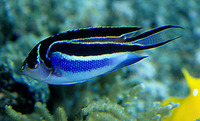 Genicanthus bellus, Ornate angelfish: aquarium