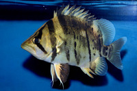 Datnioides microlepis, Finescale tigerfish: fisheries, aquarium