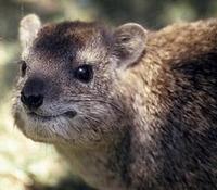 Image of: Dendrohyrax arboreus (southern tree hyrax)