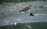 Tringa melanoleuca - Greater Yellowlegs