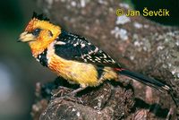 Trachyphonus vaillantii - Crested Barbet